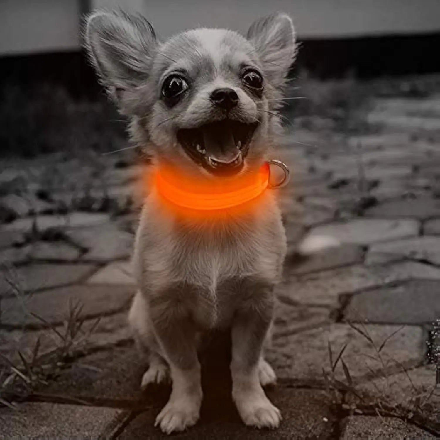 LED Dog Collar USB Rechargeable - Light Up Reflective Collar Orange X-Small